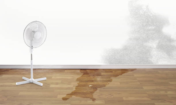 Best Water damage mitigation services  in Canby, OR